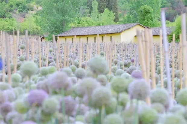 在昆明，這些“花事”花式治愈你的夏天
